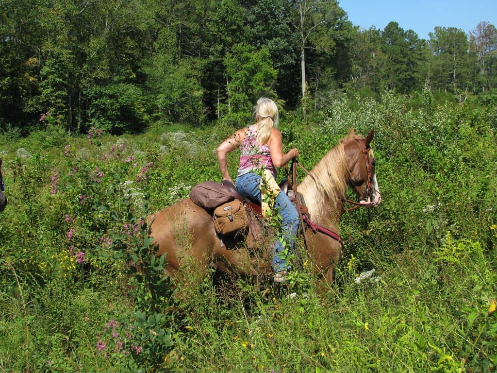 The Dawson Forest