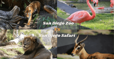 San Diego Zoo Vs Safari